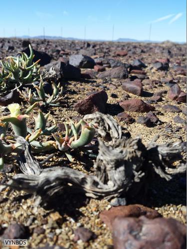Mesembryanthemum eurystigmatum