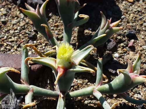 Mesembryanthemum eurystigmatum 2