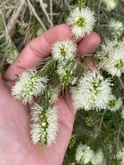 Melaleuca armillaris