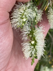 Melaleuca armillaris