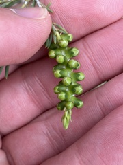 Melaleuca armillaris
