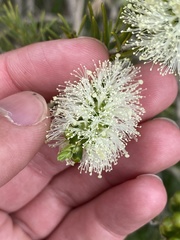 Melaleuca armillaris