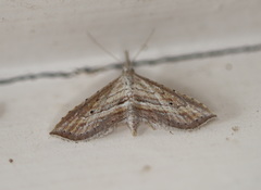 Stenopaltis lithina
