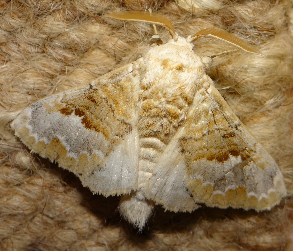 Schausinna