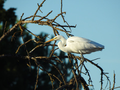 Ardea alba