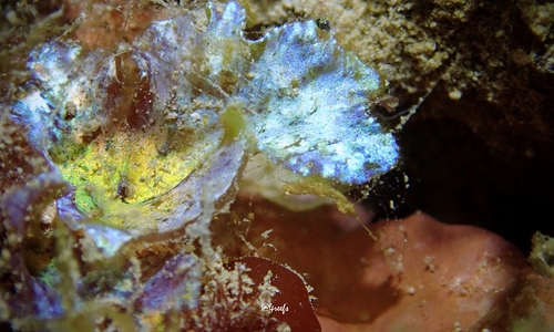 Drouetia coalescens observed 2021-09-16