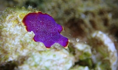 Pseudoceros ferrugineus