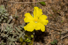 Hibbertia crinita