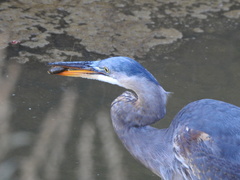 Ardea herodias