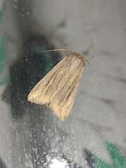 Mythimna riparia