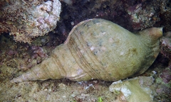 Charonia tritonis