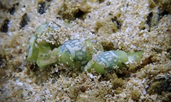 Lamprohaminoea cymbalum