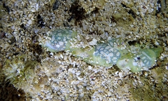 Lamprohaminoea cymbalum