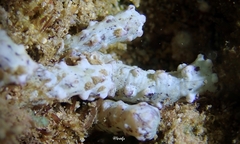 Isaurus tuberculatus