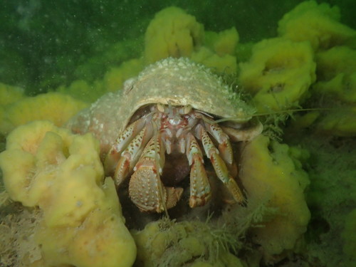 Common Hermit Crab, photo 6 of 7