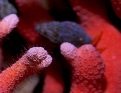 Mitridae