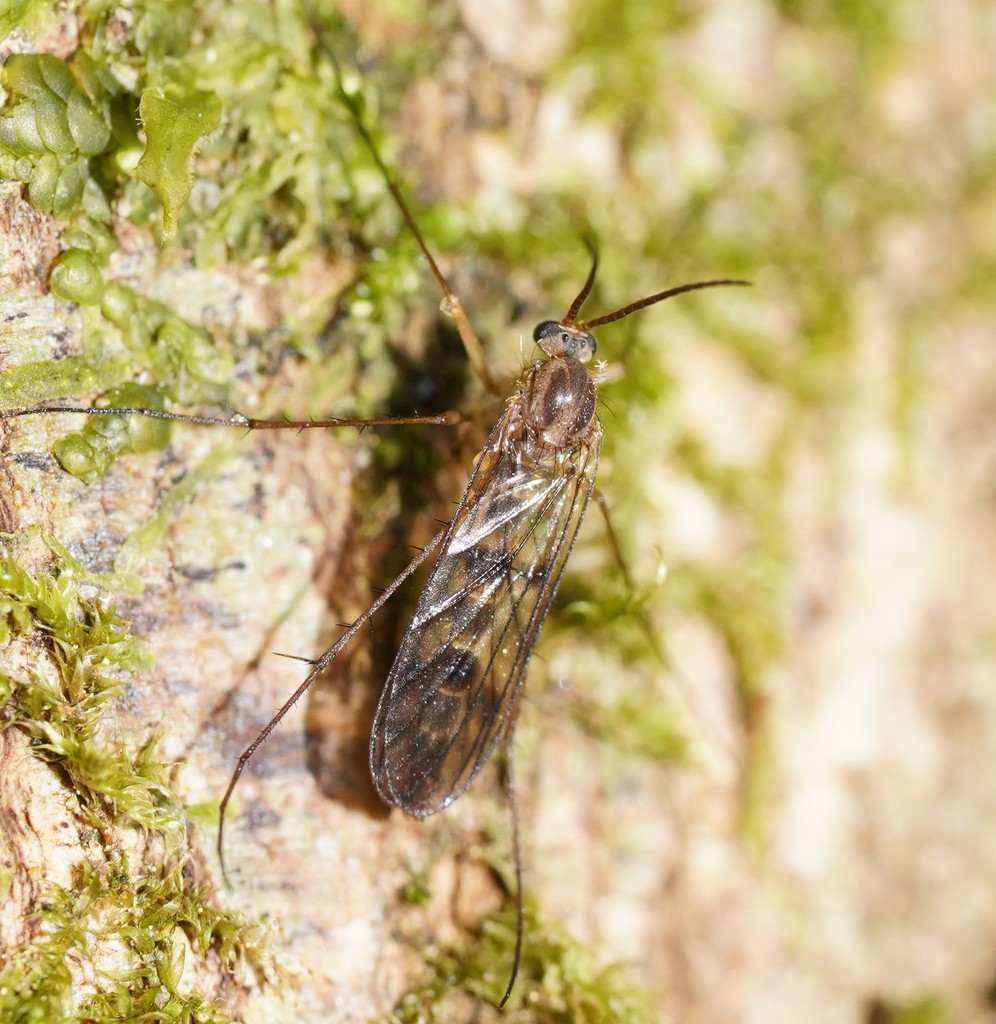 Australosymmerus fuscinervis