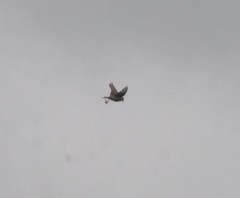 Cincloramphus cruralis