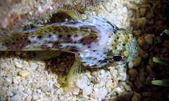 Sebastapistes coniorta