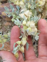 Atriplex lindleyi inflata