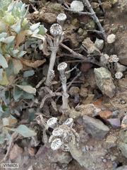 Atriplex lindleyi inflata