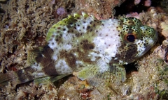 Sebastapistes coniorta