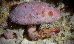 Ciliopagurus strigatus