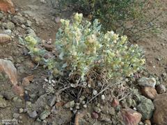 Atriplex lindleyi inflata
