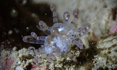 Isarachnanthus bandanensis