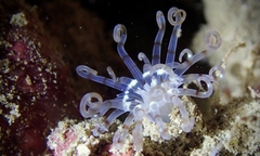 Isarachnanthus bandanensis