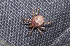 Amblyomma triguttatum