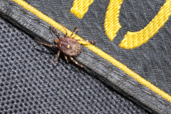 Amblyomma triguttatum