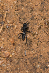 Calomyrmex