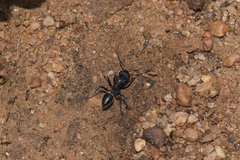 Calomyrmex