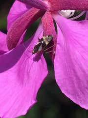 Plagiognathus obscurus