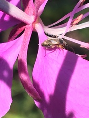 Plagiognathus obscurus