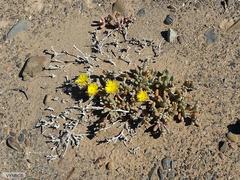 Malephora crassa