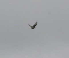 Cincloramphus cruralis