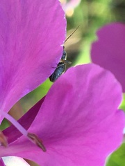 Plagiognathus obscurus