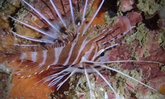 Pterois sphex