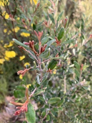 Grevillea celata