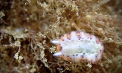 Goniobranchus decorus