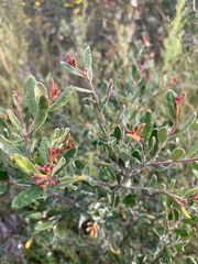 Grevillea celata