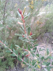 Grevillea celata