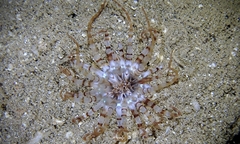 Isarachnanthus bandanensis