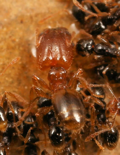 Pheidole stratorPheidole strator