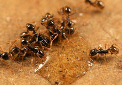 Pheidole strator