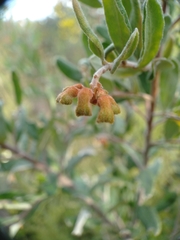 Grevillea celata
