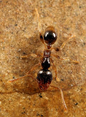 Pheidole strator