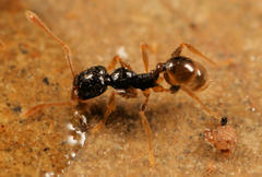 Pheidole strator